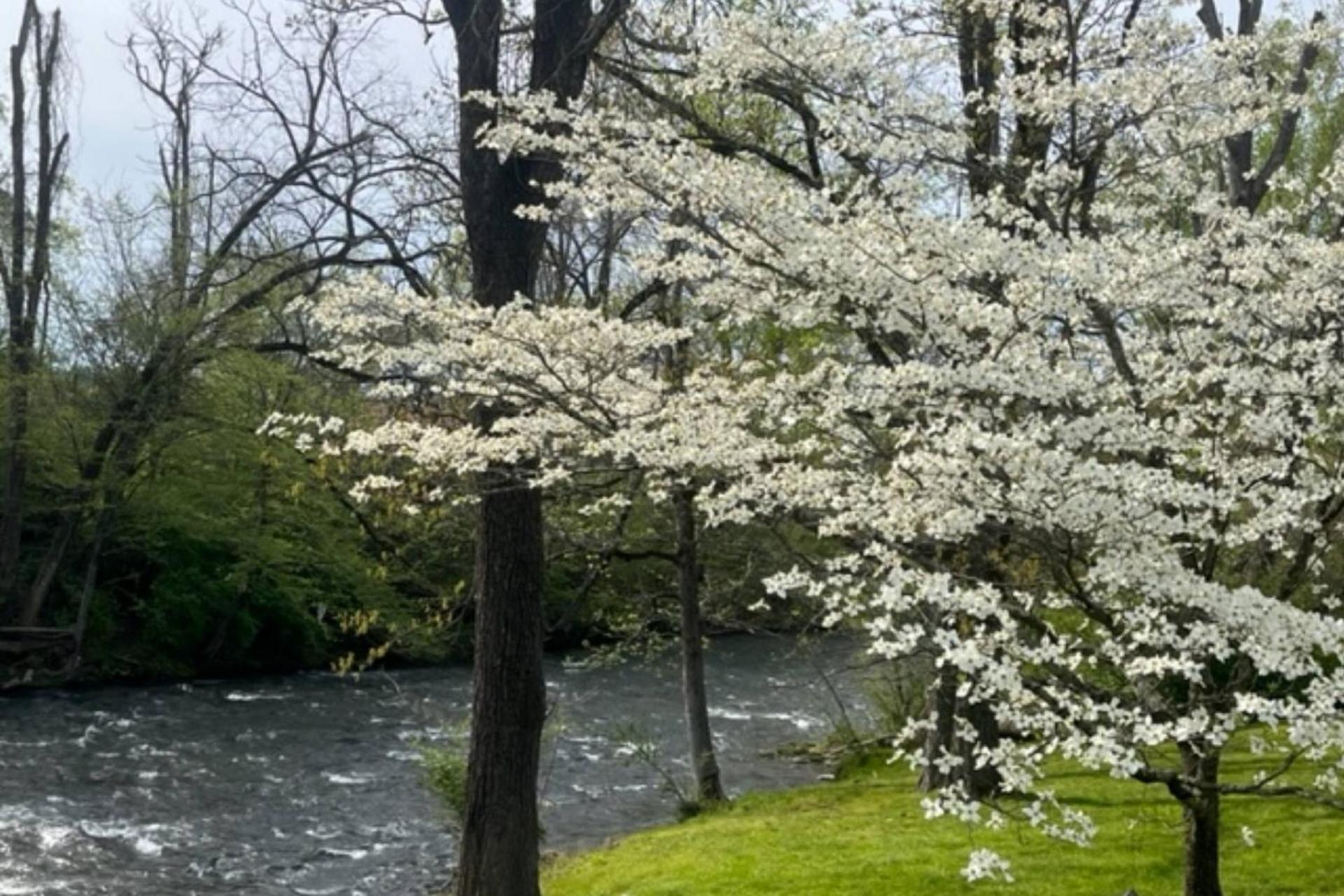 Mill Stream